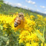 国立BBQファーム八王子みなみ野農園みつばち